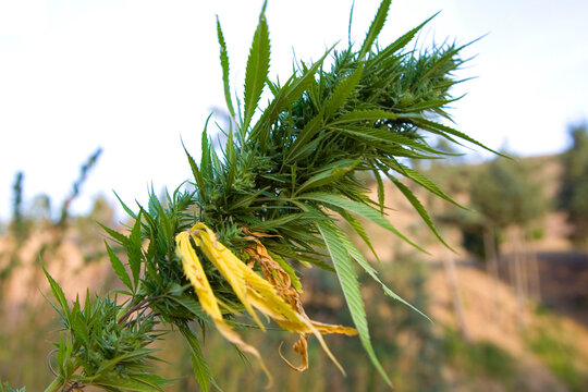 Crops of marijuana growing in the area of Rif - ketama in Morocco. 2006