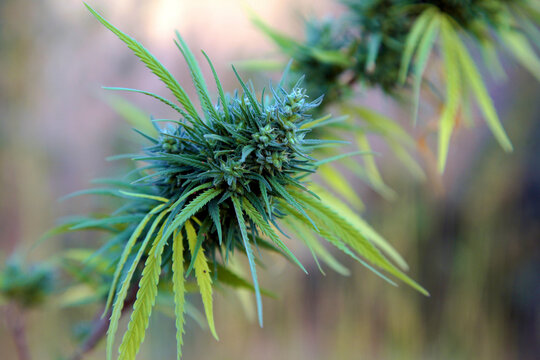 Crops of marijuana growing in the area of Rif - ketama in Morocco. 2006