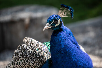 Obraz premium Gorgeous portrait of a blue peacock with silky blue feathers