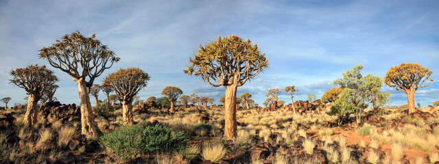 The quiver tree or Aloe dichotoma is probably the best known aloe found in South Africa and Namibia.