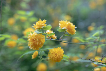 Scenery where yellow kerria is in bloom