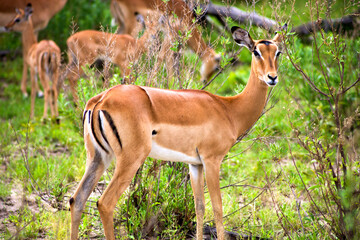 Springboks in Moremi Nature Reserve. Botswana
