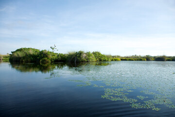 Obraz premium Tall grass and water river in the Okavango delta with clear blue sky. Botswana