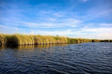 Tall grass and water river in the Okavango delta with clear blue sky. Botswana