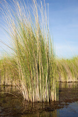 Okavango delta in North of Botswana