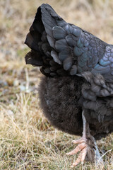 A black glossy feathered hen with a greenish sheen, a bright red comb, and a long beak. The domestic barn animal is outdoors in a barn pen with other chickens. The background is grass with a grey hen.
