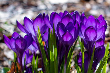 A corn cluster or drift of cup-shaped purple blooming crocuses with orange centers growing in a field.  These small spring bloomers have a sweet scent. They have narrow, grass-like foliage. 