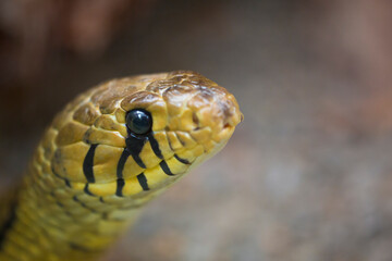 Closeup of yellow and black python snake head found in Costa Rica