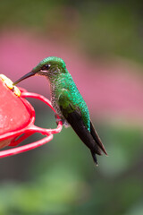 A hummingbird resting at a water point in Costa Rica
