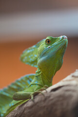 Green Iguana sitting in Costa Rica and blurred background