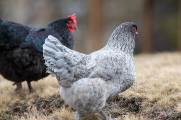 A black glossy feathered hen with a greenish sheen, a bright red comb, and a long beak. The domestic barn animal is outdoors in a barn pen with other chickens. The background is grass with a grey hen.