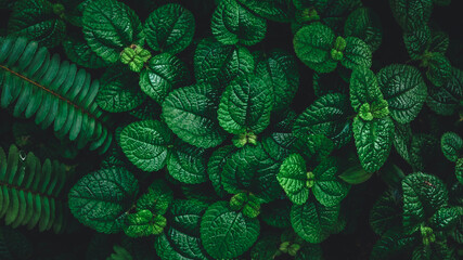 dark green tropical peppermint leaves. shape and pattern of freshness green leaves for the natural background and wallpaper.