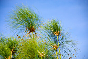 Close up of grass in the Okavango Delta with clear blue sky. Botswana. (Selective focus)
