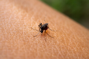 Aedes aegypti Mosquitoe bite and feeding blood on wrinkle skin.Aedes mosquitoes bring dengue disease.Aedes mosquitoes carry dengue fever.