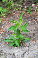Wild plants growing in the fields or mountains