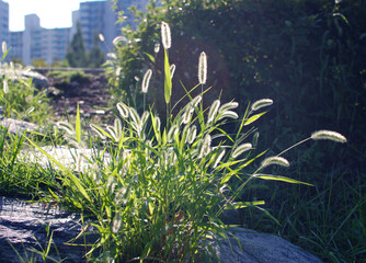 Cute grass like a puppy's tail