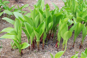 Undecorated natural yellow green plants
