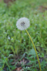 Cute grass like a puppy's tail