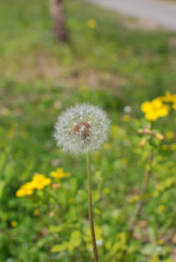 Cute grass like a puppy's tail