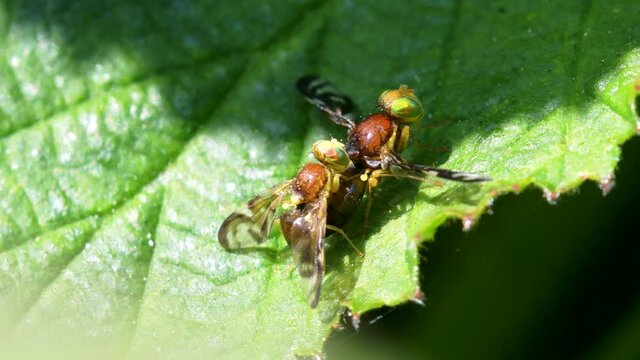 Celery Leaf Mining Fly, Celery Fly, Hogweed Picture-Wing Fly, Euleia heraclei - pair during copulation