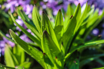 purple crocus flower