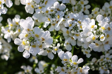 white flowers of tree