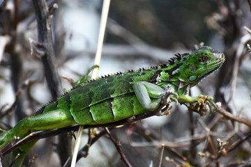 Iguana