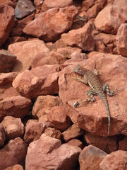Lizard on red rocks