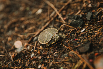 turtle on the ground