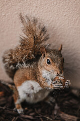 squirrel in the park