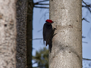 Black Woodpecker