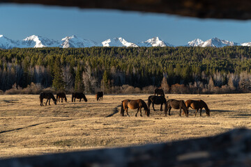 Obraz premium A herd of horses grazes in the Tunkinskaya valley, a look through the fence