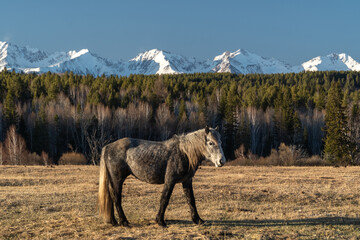 A horse grazes on a meadow against a background of mountains