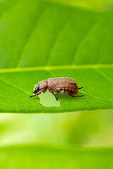 common cockchafer eating leaves on plant