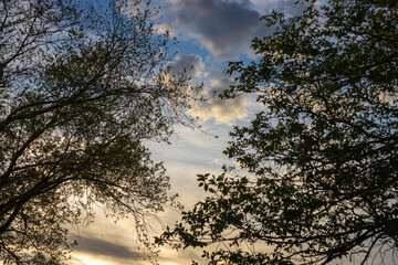 Obraz na płótnie Canvas Trees at Sunset