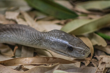 close up of a snake