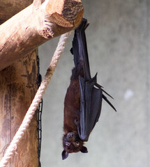 bat hanging upside down