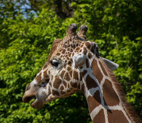 portrait of a giraffe