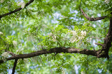 Acacia tree flowers blooming in the spring. Acacia flowers branch with a green background