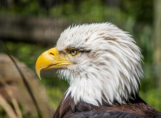 american bald eagle