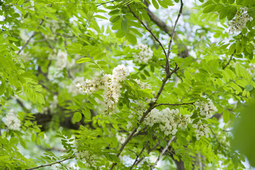 Acacia tree flowers blooming in the spring. Acacia flowers branch with a green background