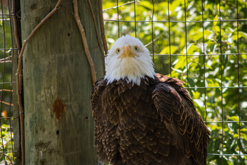 american bald eagle