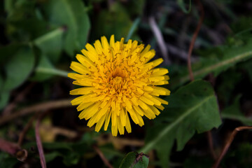 yellow dandelion flower