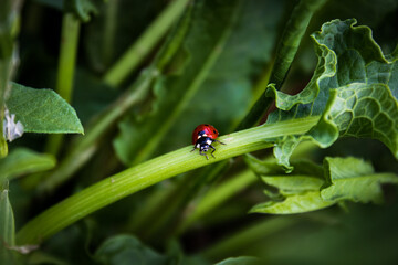 lady bug in the garden