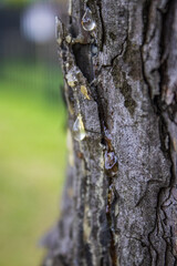tree sap