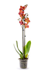 Fototapeta na wymiar Scrub phalaenopsis orchid in a pot on a white background