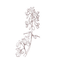 Corydalis, first spring lilac forest flowers, graphic linear monochrome drawing, Botanical sketch