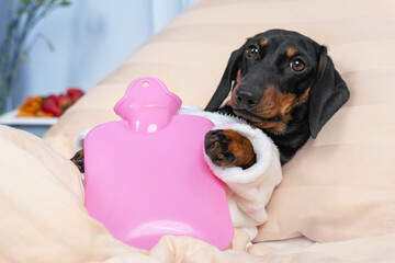 Sick dachshund dog lying on hospital bed in ward with pink heating water pad on its belly, on table...