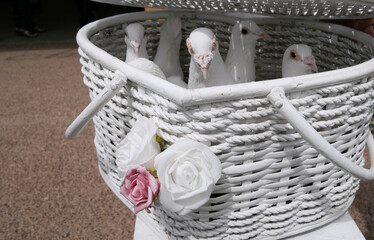 white dove or pigeon to be released from white basket for peace event or funeral service
