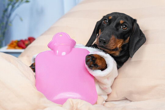 Sick Dachshund Dog Lying On Hospital Bed In Ward With Pink Heating Water Pad On Its Belly, On Table Are Fruits Left By Visitors For Speedy Recovery. Device For Relieving Aches And Soothing Cramps.